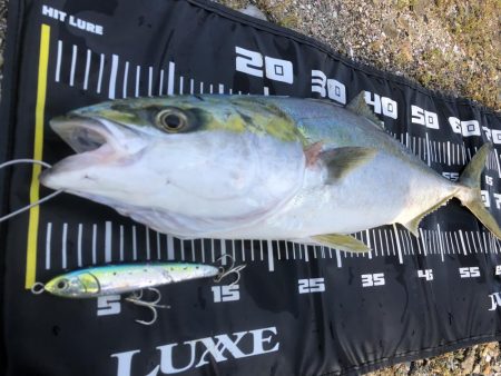 みんなでメジロ!