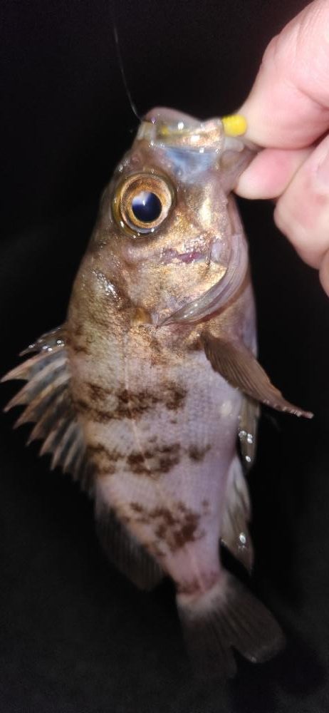 淡路島メバリング