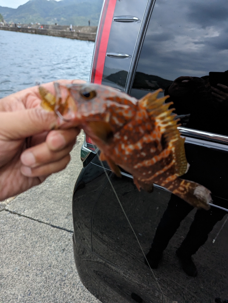 陸っぱり釣行記