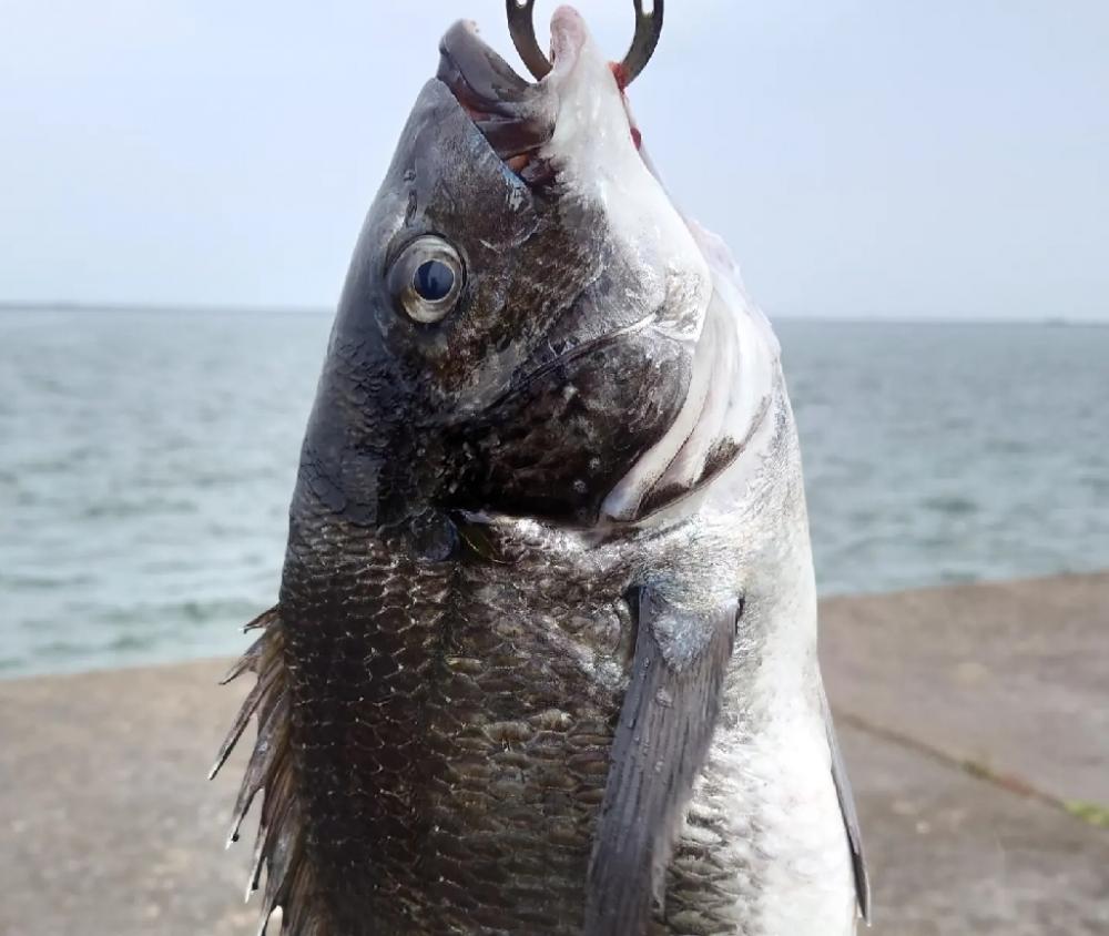 ふかせ釣り第三戦💦遠矢浮き短時間勝負🙋