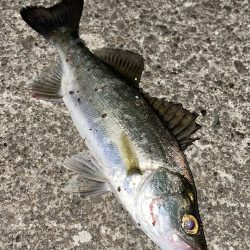 台風前にアジング