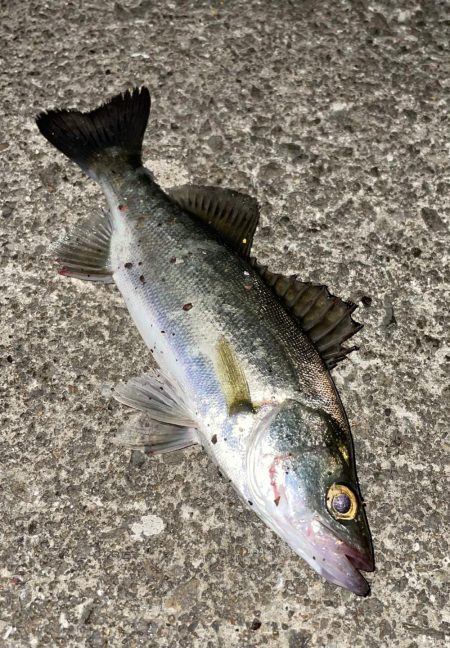 台風前にアジング