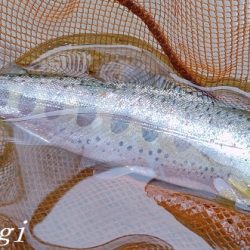 ブドウムシで良型連発!