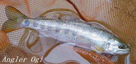 ブドウムシで良型連発!