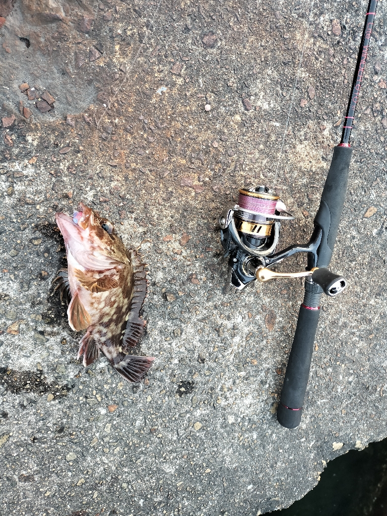 ガシラ狙いで☆