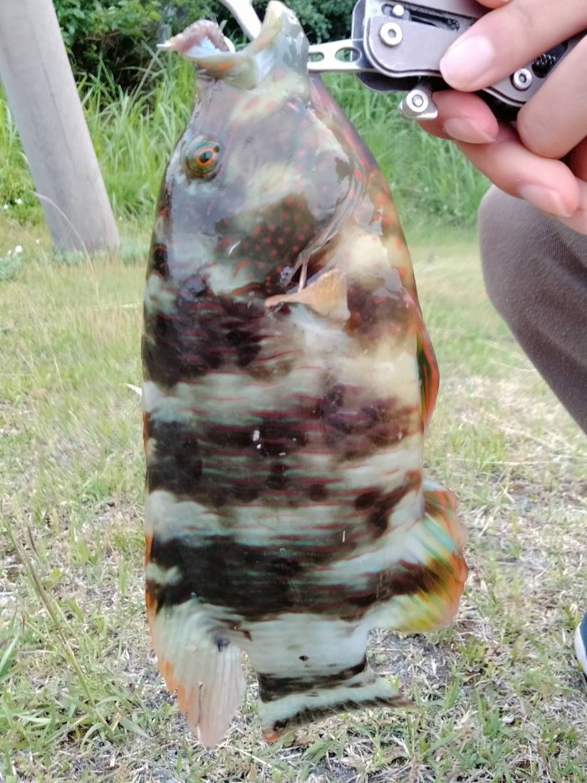 沖縄 スプーンで釣り