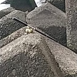 エビはいずこ？