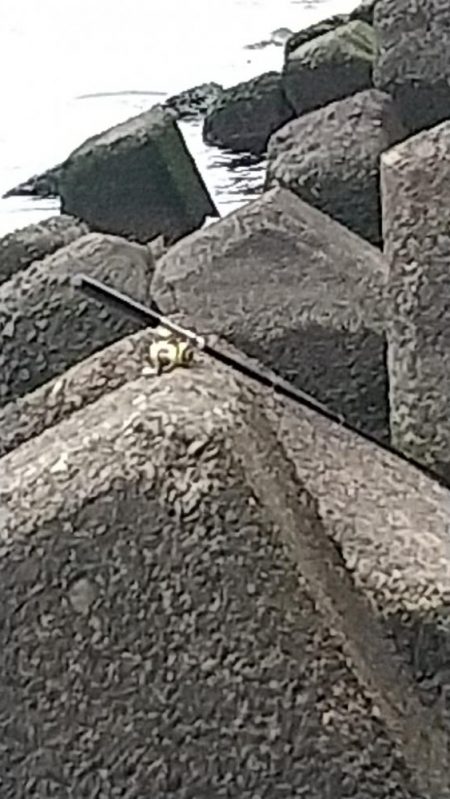 エビはいずこ？