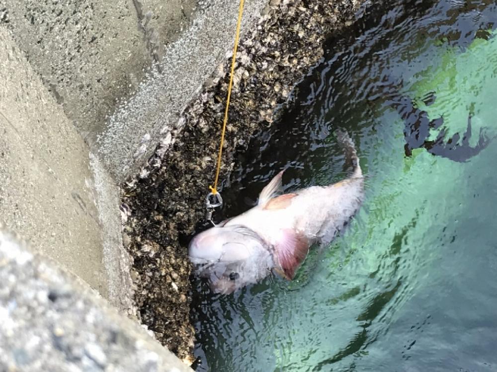 コフダイ釣りルーム