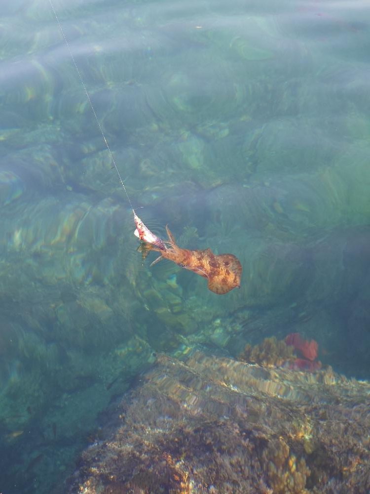 春爆エギングIN対馬