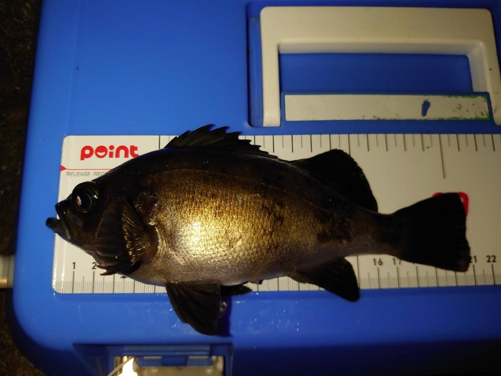 須磨連敗脱出🎣