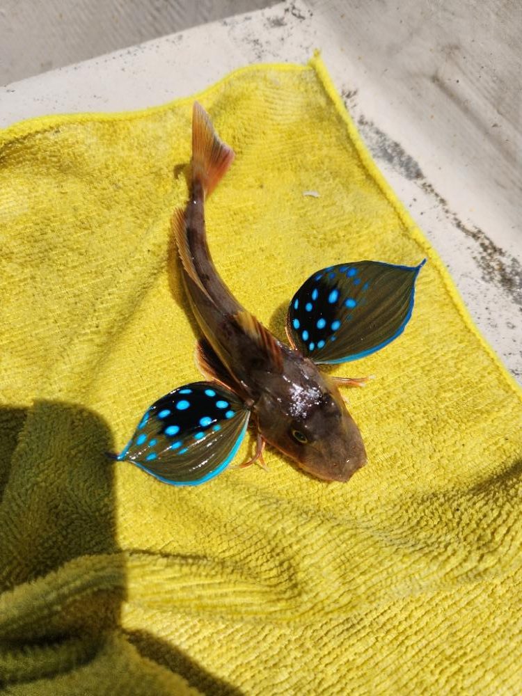 久しぶりのボートキス