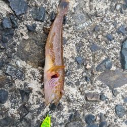 小物釣りで何とか5種目