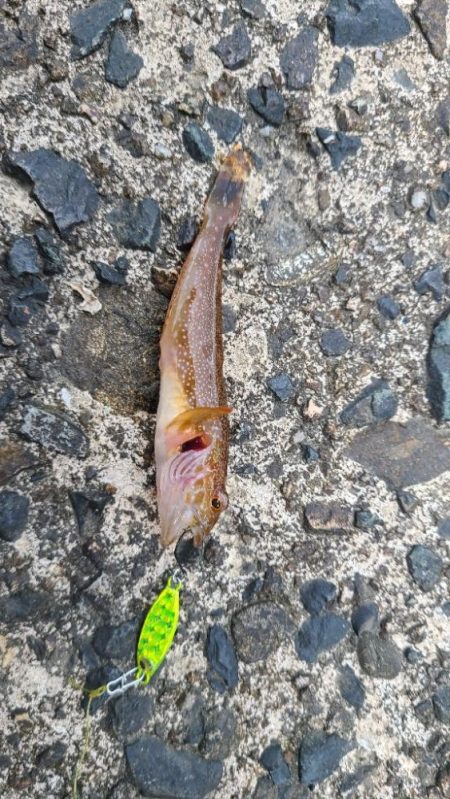 小物釣りで何とか5種目