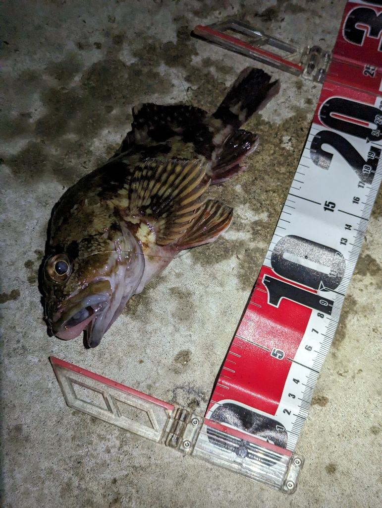 マズメにドンッ！