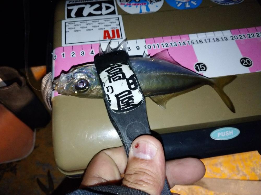 寒すぎアジング🥶