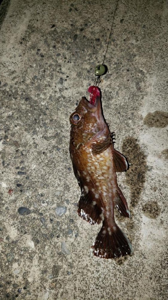 フリーリグやってみた。