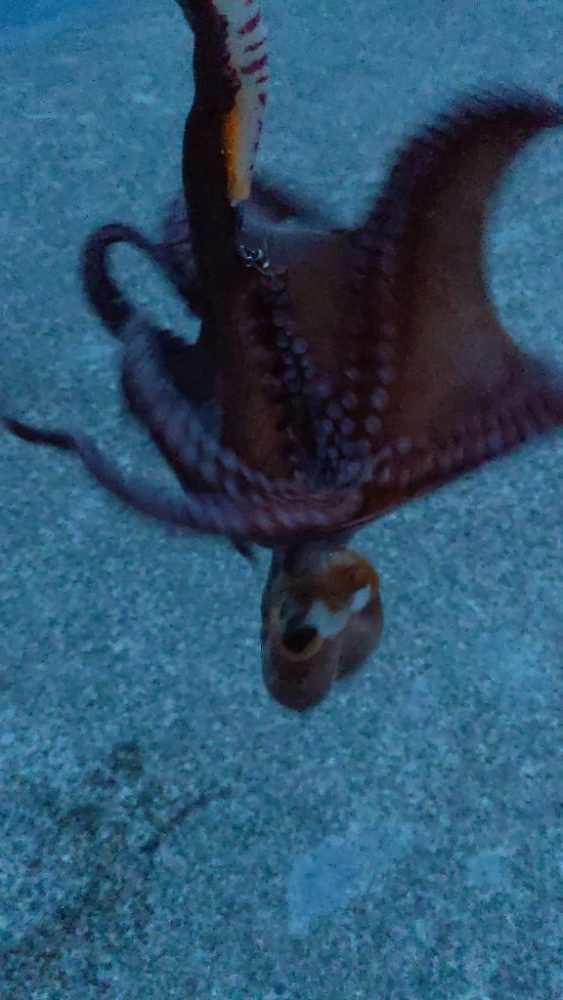 🐙４ヶ月ぶりのタコちゃん🐙