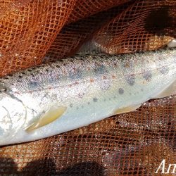 数は少ない、釣れたら良型