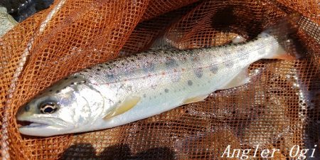 数は少ない、釣れたら良型