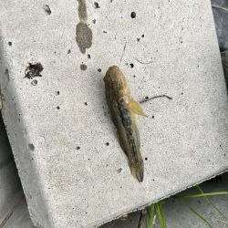 テナガエビ調査