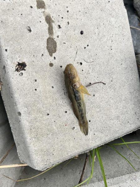 テナガエビ調査