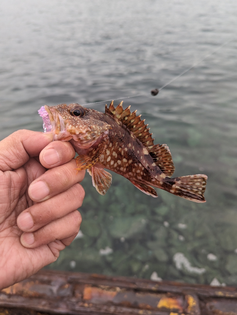 陸っぱり釣行記