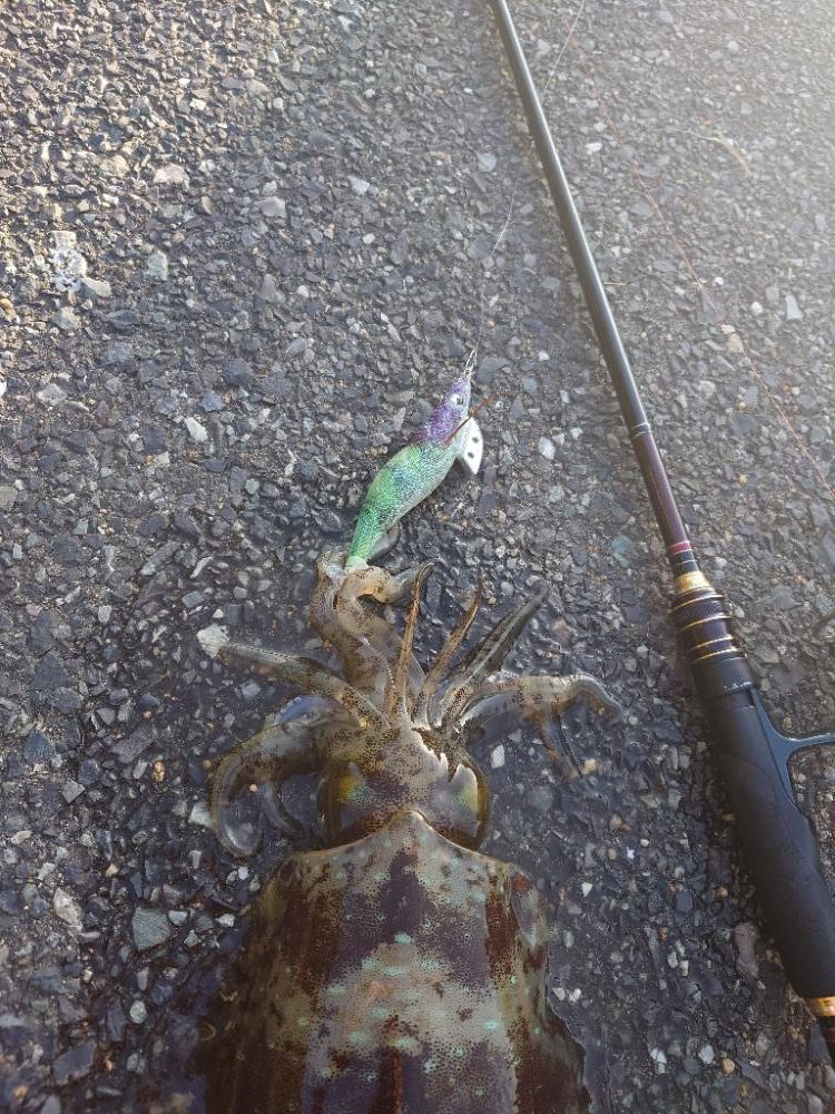 復調エギングIN対馬