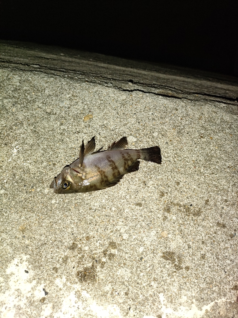 春イカまだかなぁ