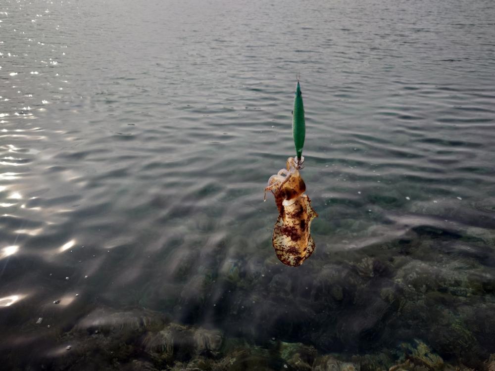 数釣りエギングIN対馬