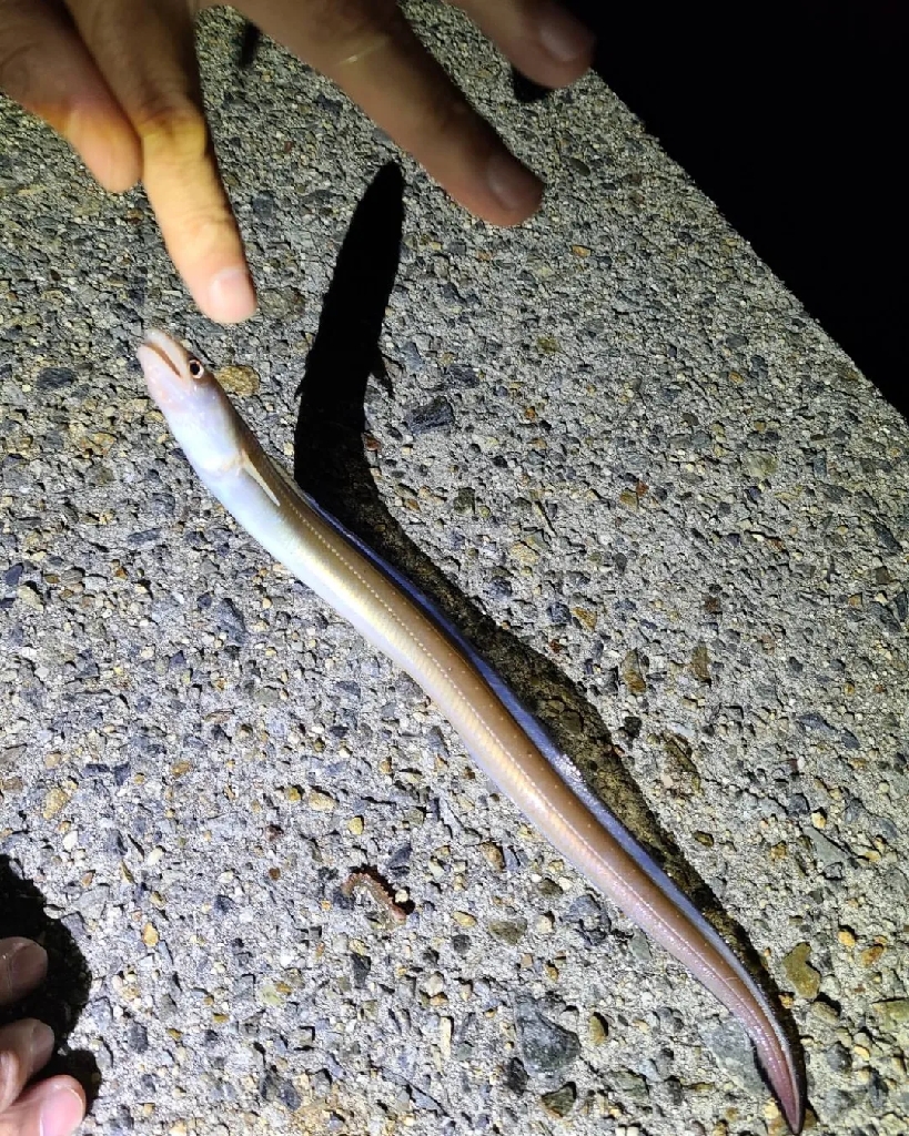 帰省中の魚釣り