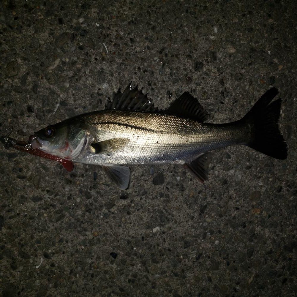 スズキとセイゴ