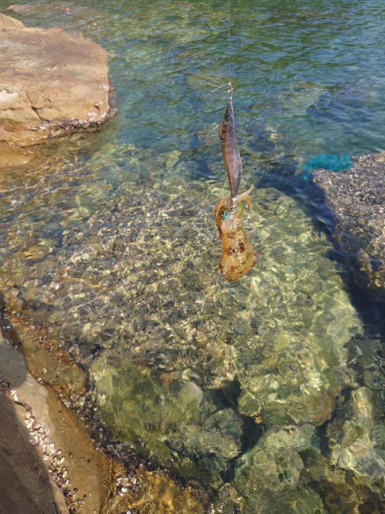 ピーカンエギングIN対馬