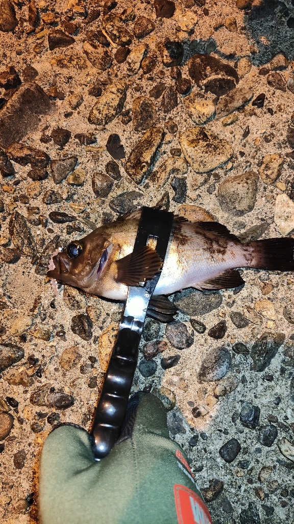 最初はあたりもなく。