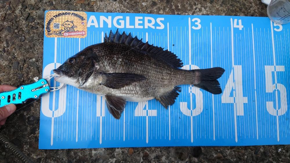 ふかせ釣り第4戦💦遠矢浮き釣行✨