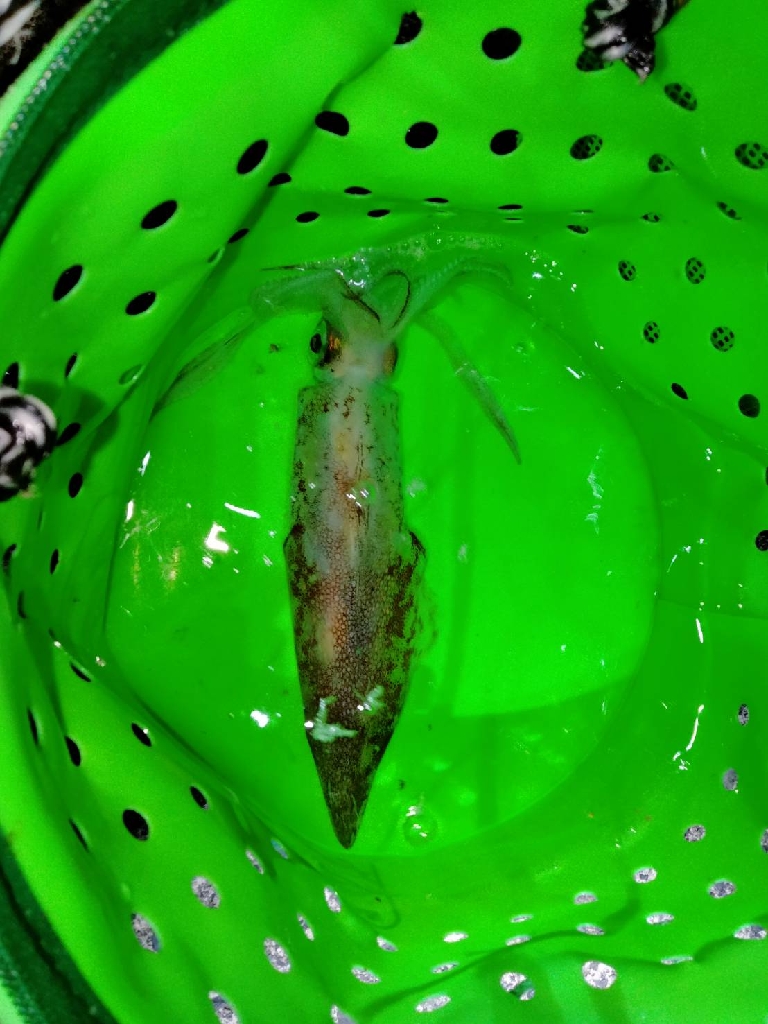 セフィアリミテッド墨付け