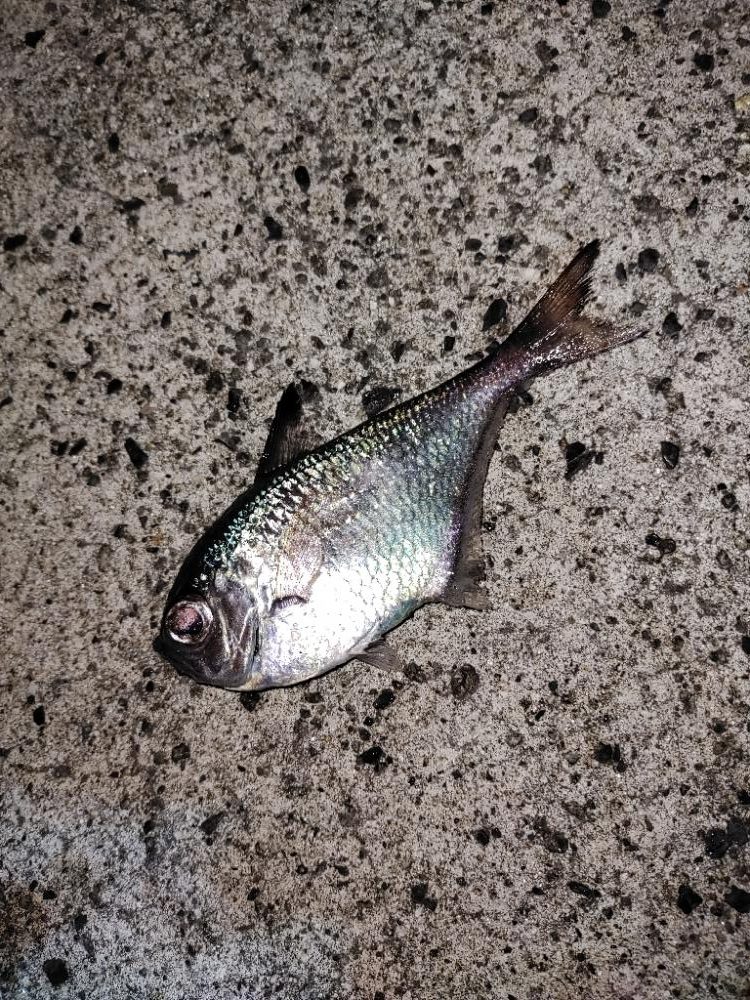 アジング@鹿児島垂水