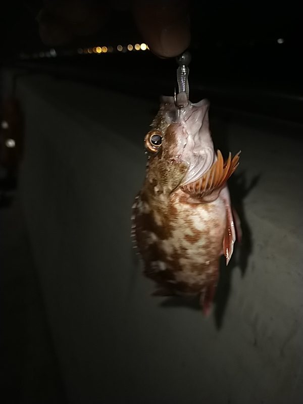 根魚だけは好調