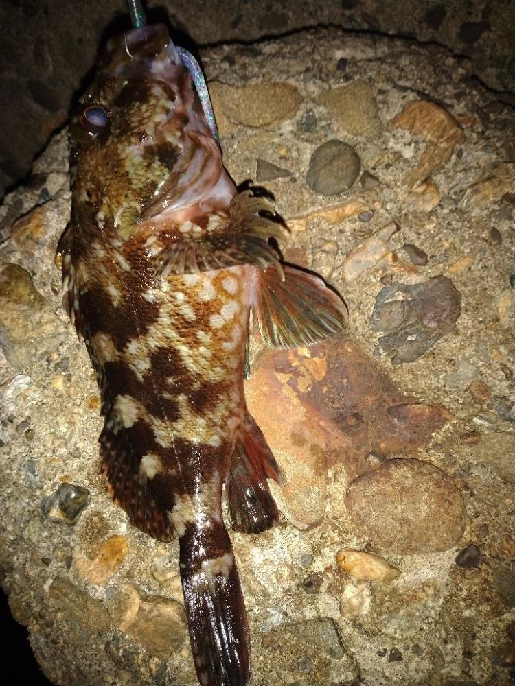 ちょい釣り20230502