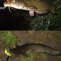 シーズン初釣行 ベストシーズンのナマズトップゲーム