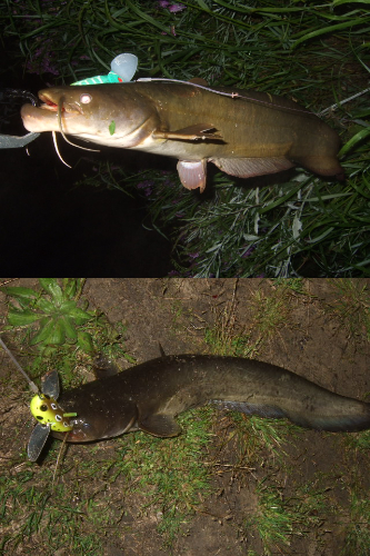 シーズン初釣行 ベストシーズンのナマズトップゲーム