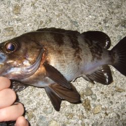 また水潮っぽい渋さ