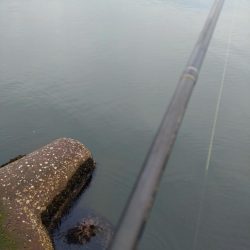 ヒラメ・フクラギ釣れました！