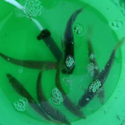 雨上がりのヒラメ