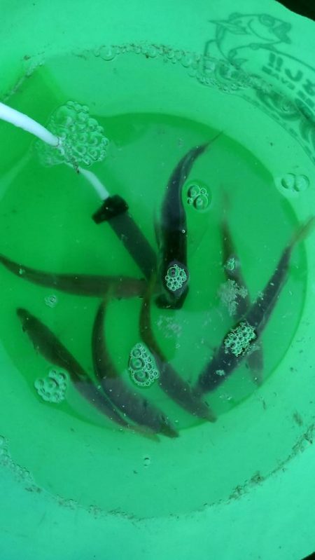 雨上がりのヒラメ