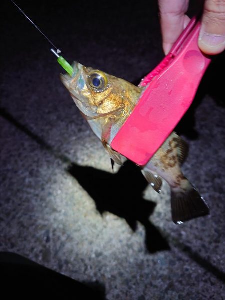 あえ漁港メバリング