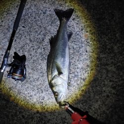 ほぼ1年ぶりのシーバス複数ヒット　