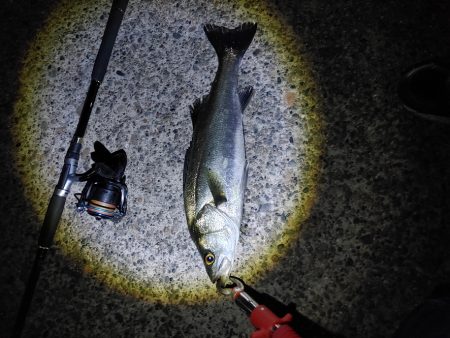 ほぼ1年ぶりのシーバス複数ヒット　