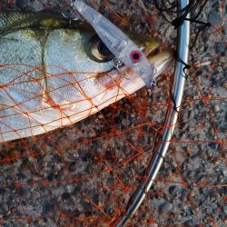 連日の釣果を達成