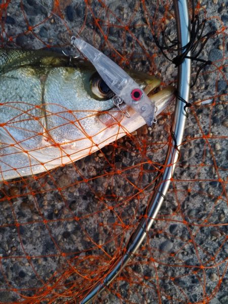 連日の釣果を達成